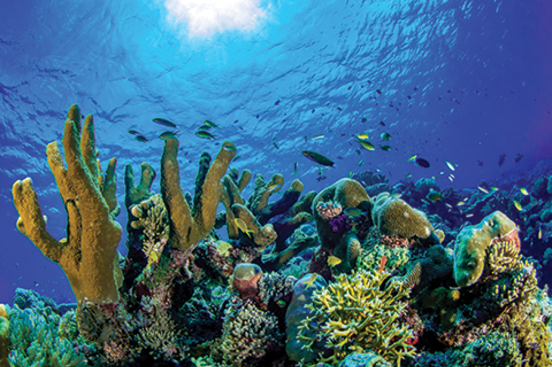 Marine life in a coral reef